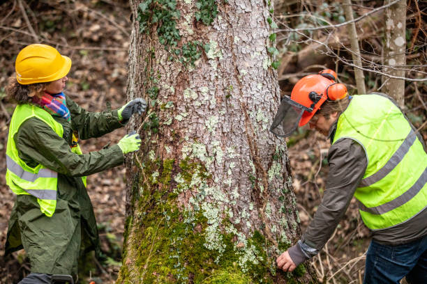 Best Tree Mulching  in Bethel Island, CA